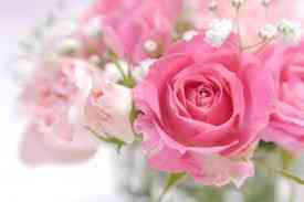 幸せを呼び込む 薔薇のパワーを取り入れて恋愛運を高めましょう 恋愛プレス